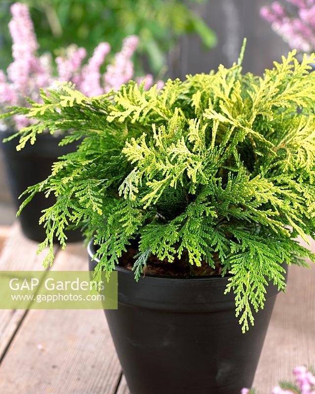 Chamaecyparis lawsoniana 'Sunkist' - Small evergreen in container  