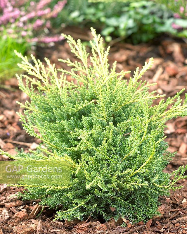 Juniperus x pfitzeriana 'Gold Star' - Closeup of evergreen shrub 
