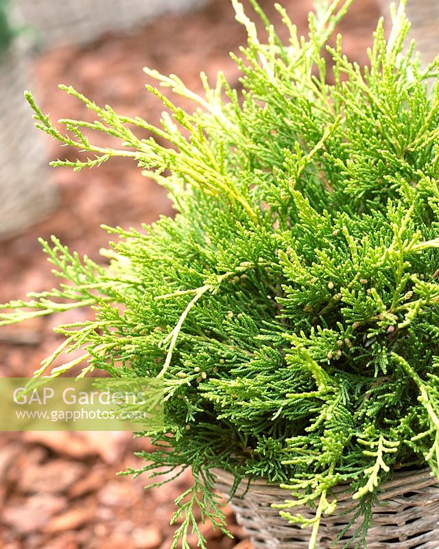Juniperus x pfitzeriana 'Old Gold' - Closeup of evergreen shrub in wicker container 