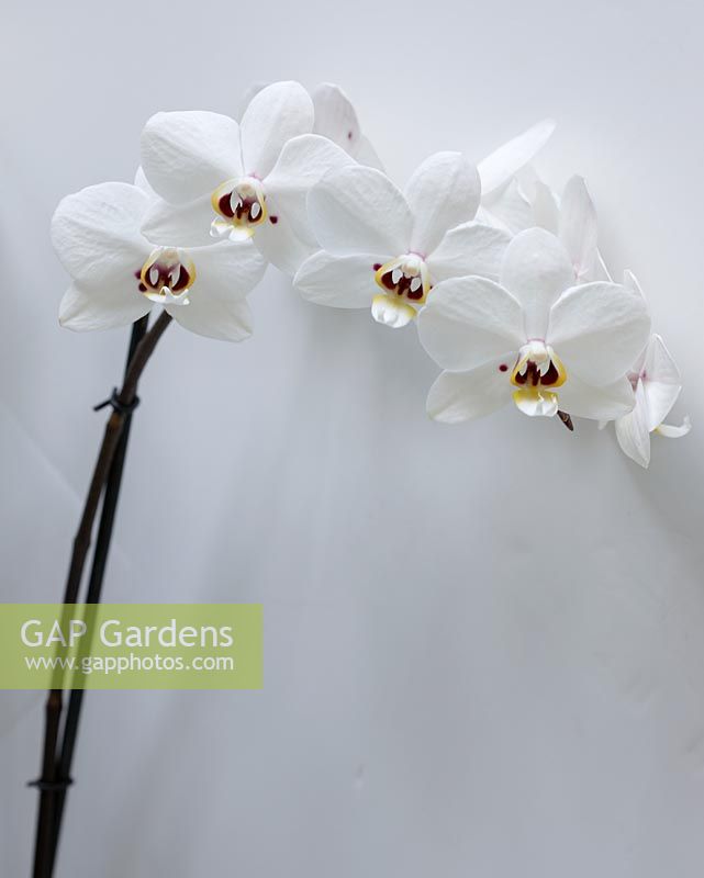 Phalaenopsis phalcorzy 'Anthura Valencia' - White orchid 