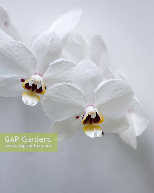 Phalaenopsis phalcorzy 'Anthura Valencia' - Closeup of white orchid 