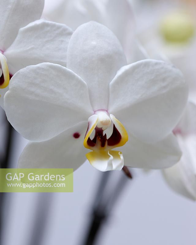 Phalaenopsis phalcorzy 'Anthura Valencia' - Closeup of white orchid flower