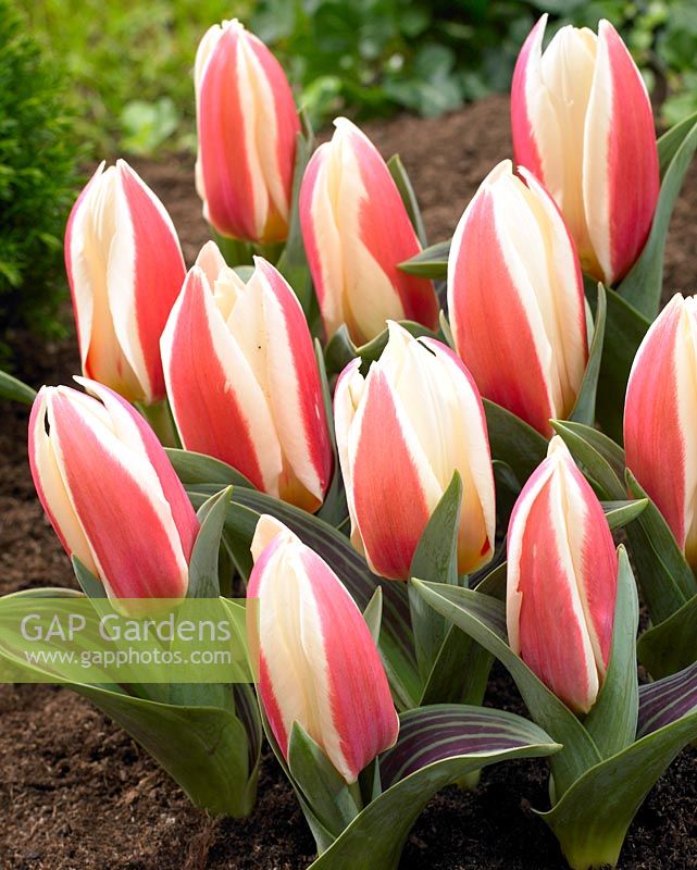 Tulipa 'Authority' - Close up of red and white tulips 