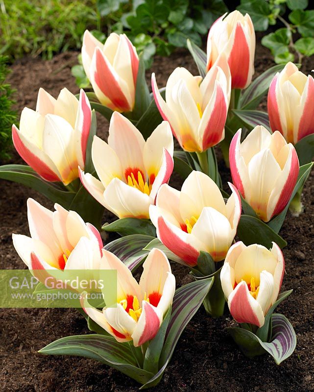 Tulipa 'Authority' - white and red tulips 