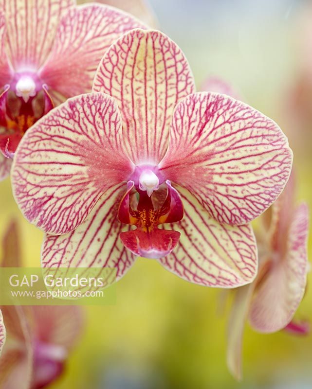 Phalaenopsis Baldans 'Kaleidoscope' - Closeup of red and yellow patterned orchid flower 