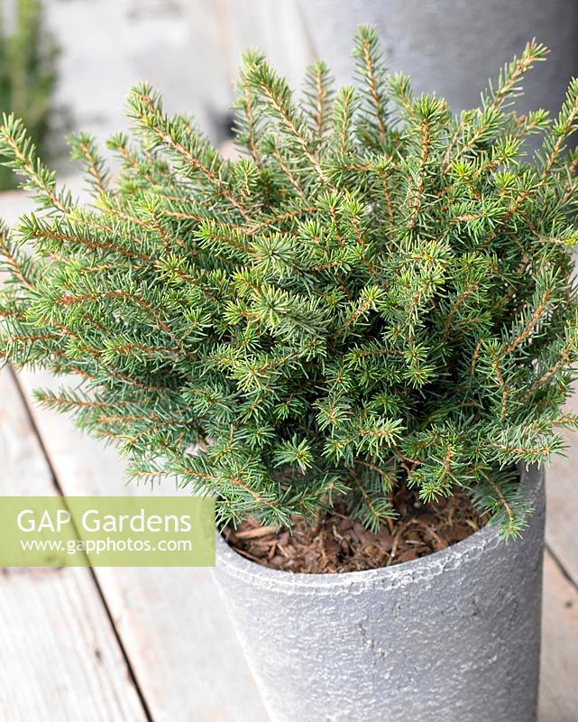 Picea omorika Karel - Closeup of evergreen shrub in container 