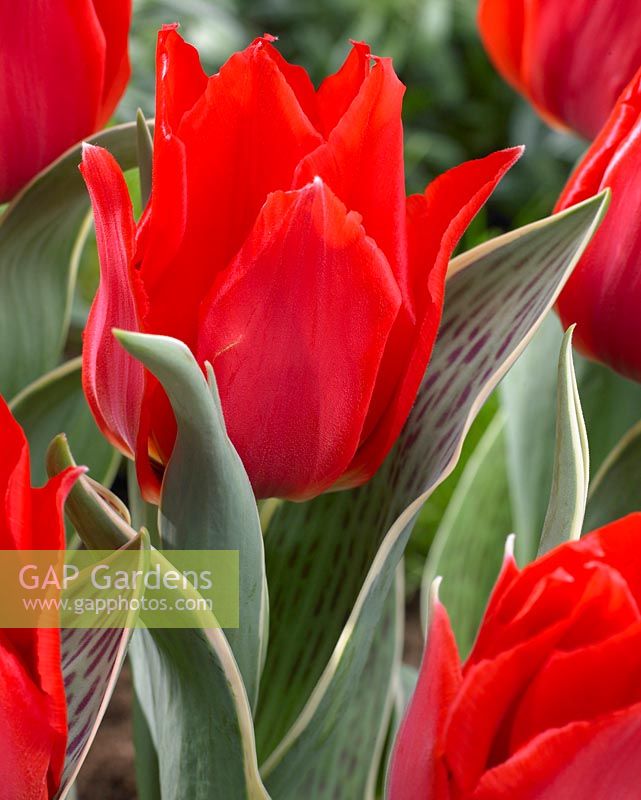 Tulipa Rob Verlinden - Red Tulips 