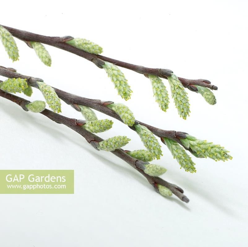Salix repens Voorthuizen - Close up of willow branches with green catkins 