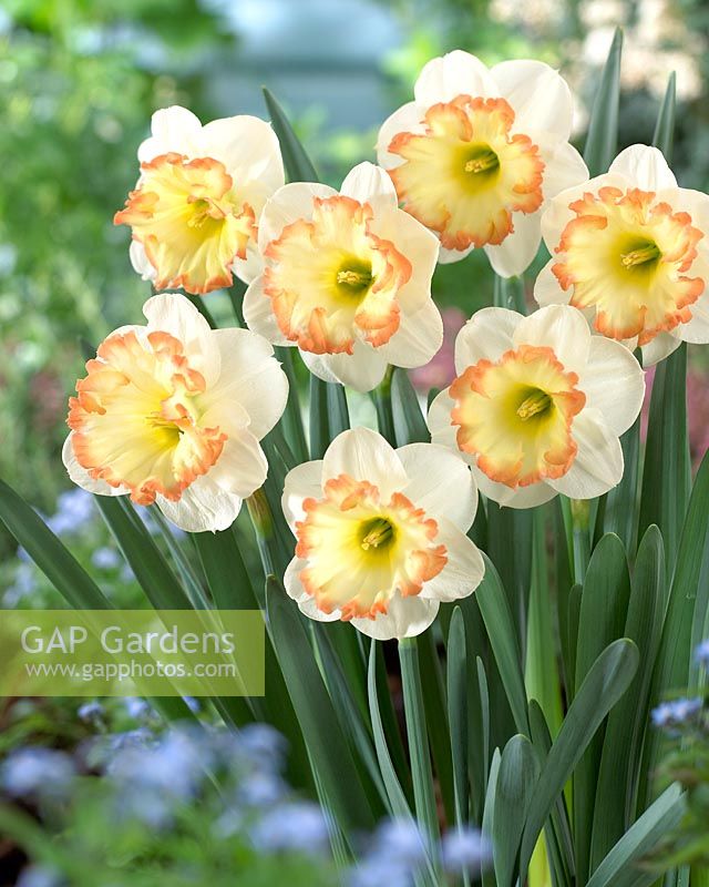 Narcissus 'Romy'- White and orange daffodils 
