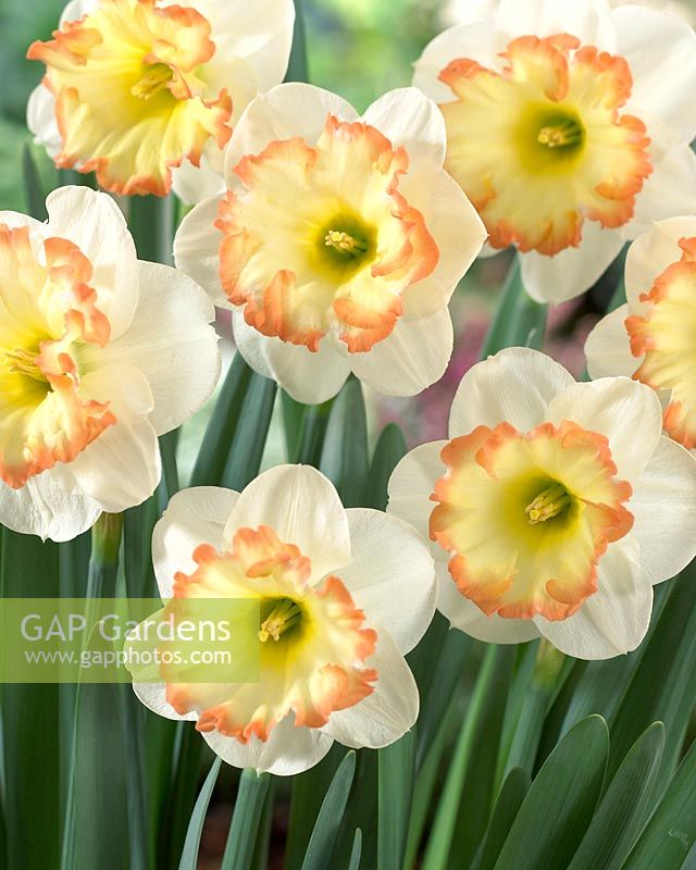 Narcissus 'Romy' - Close up of white and orange daffodils  
