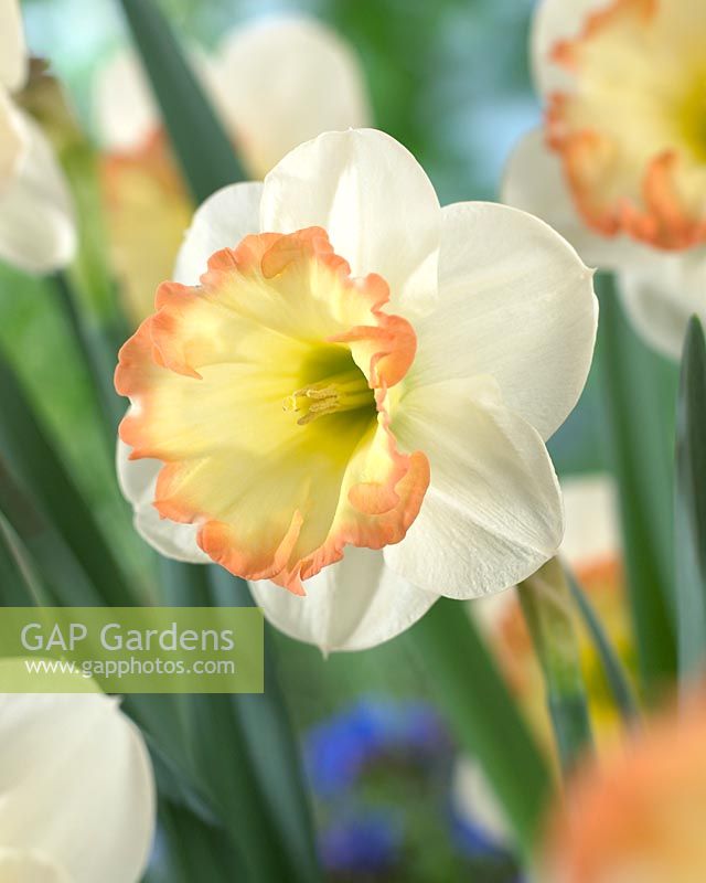 Narcissus 'Romy'  - Closeup of daffodil 