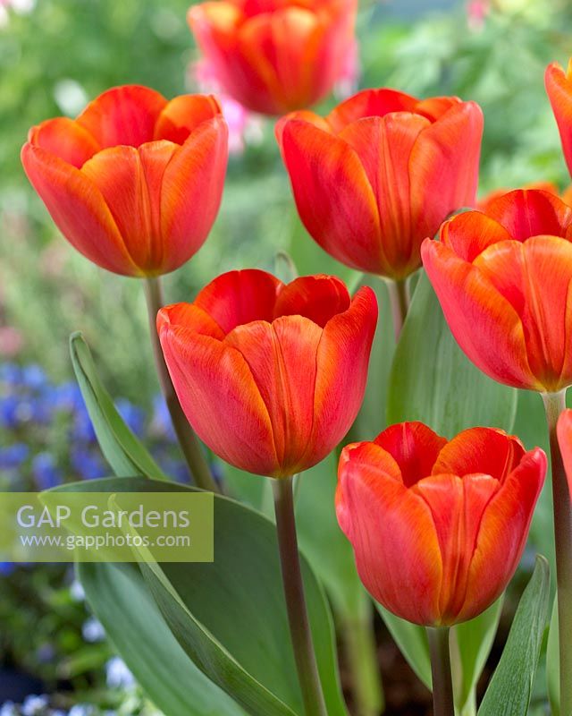 Tulipa 'Annie Schilder' - Burnt orange tulips 