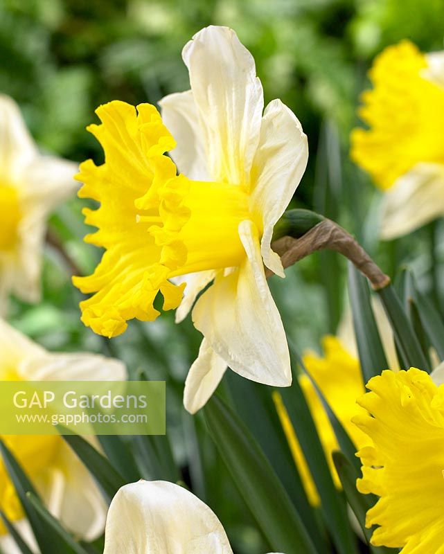 Narcissus 'Las Vegas' - Closeup of yellow daffodil in profile 
