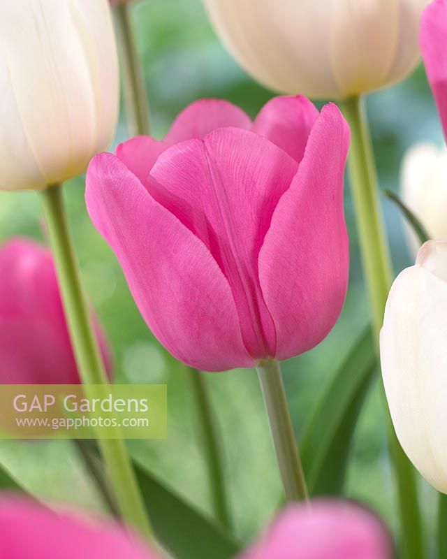 Tulipa 'Don Quichotte' - Closeup of pink tulip