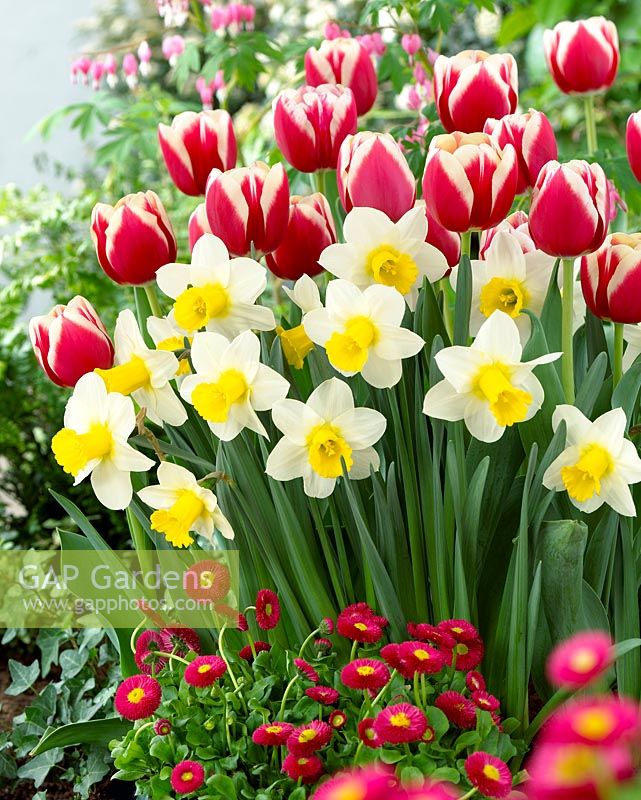 Tulipa 'Christmas Gift' and Narcissus 'Smiling Sun' - Mixed Spring border 