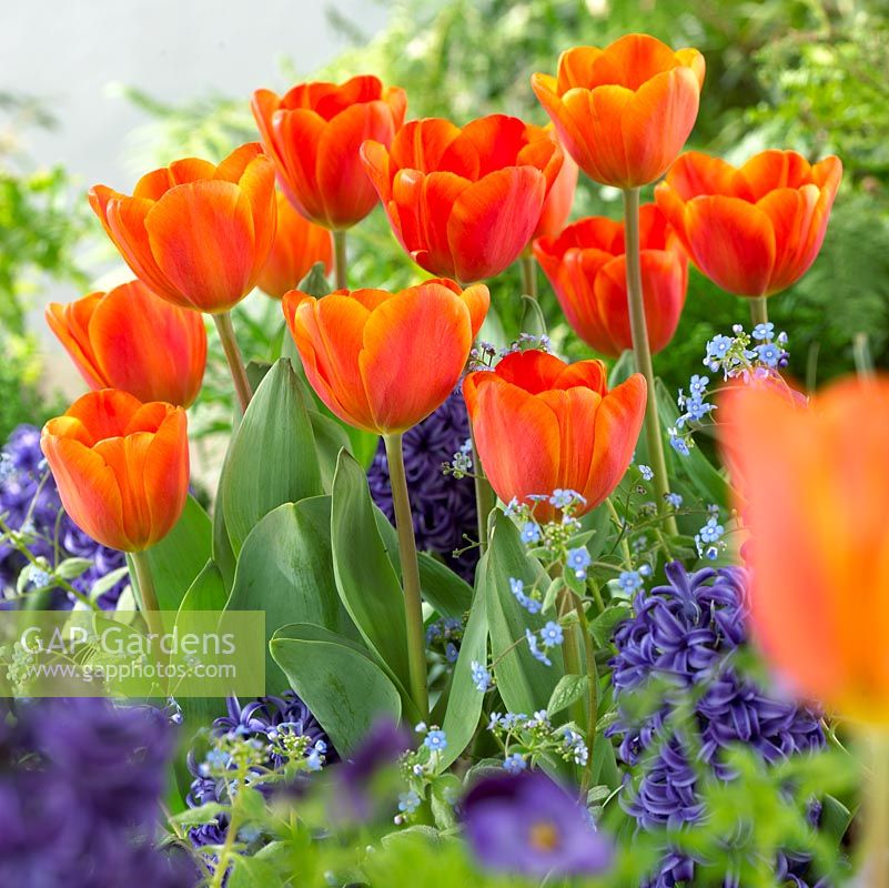Tulipa 'Annie Schilder' - Orange tulips in mixed Spring border