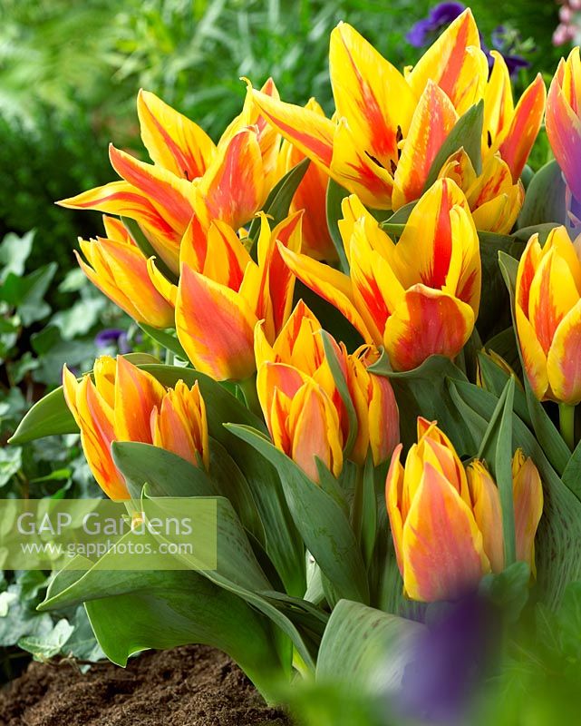 Tulipa 'Winnipeg' - Orange and yellow tulips 