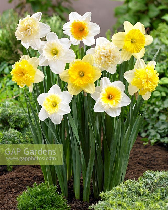 Narcissus mixed including - 'Ice King', 'Slim Whitman', 'Ice Follies', 'Raoul Wallenberg and  'Full House' 