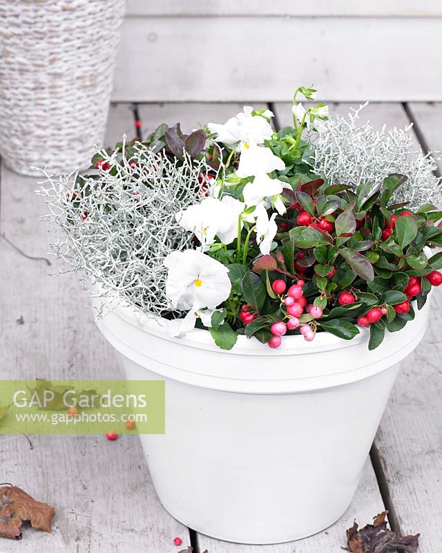 Winter container with Gaultheria procumbens, Leucophyta brownii and Viola