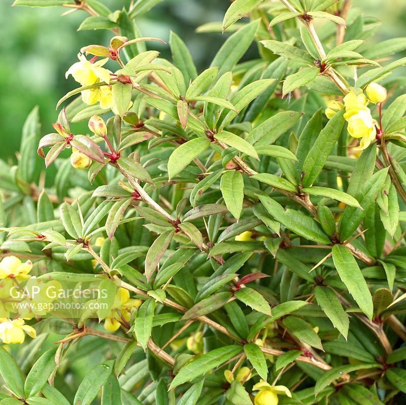 Berberis gagnepainii var. lanceifolia 