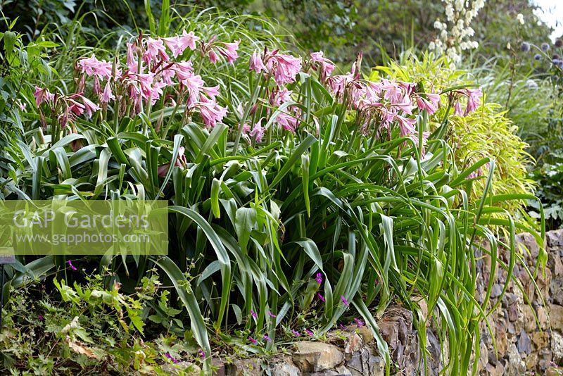 Crinum x powellii - Pink lily flowers in summer bed 