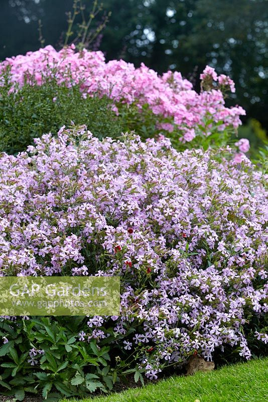 Saponaria x lempergii Max Frei - Pink flowers of soapwort in mixed border 