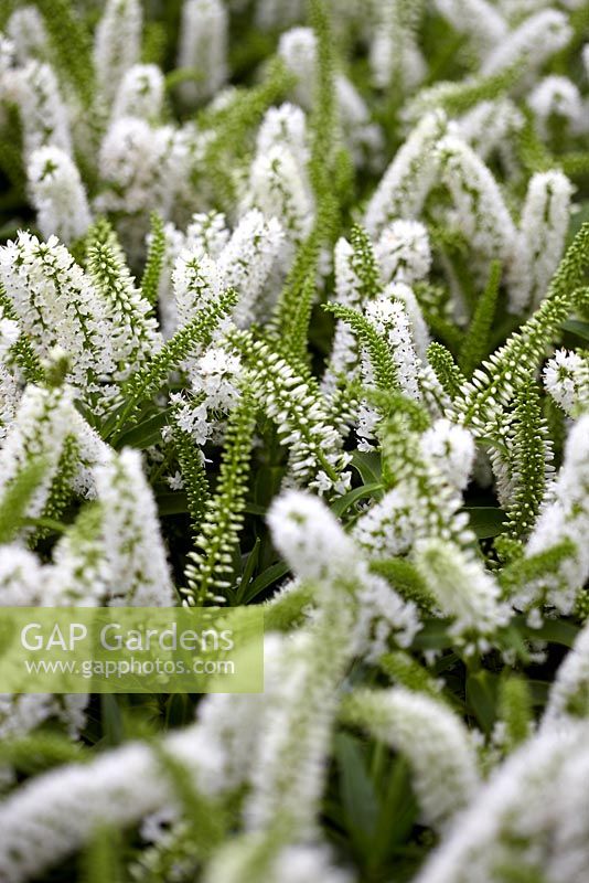 Hebe 'Snowdrift' - Closeup of white Hebe flowers 