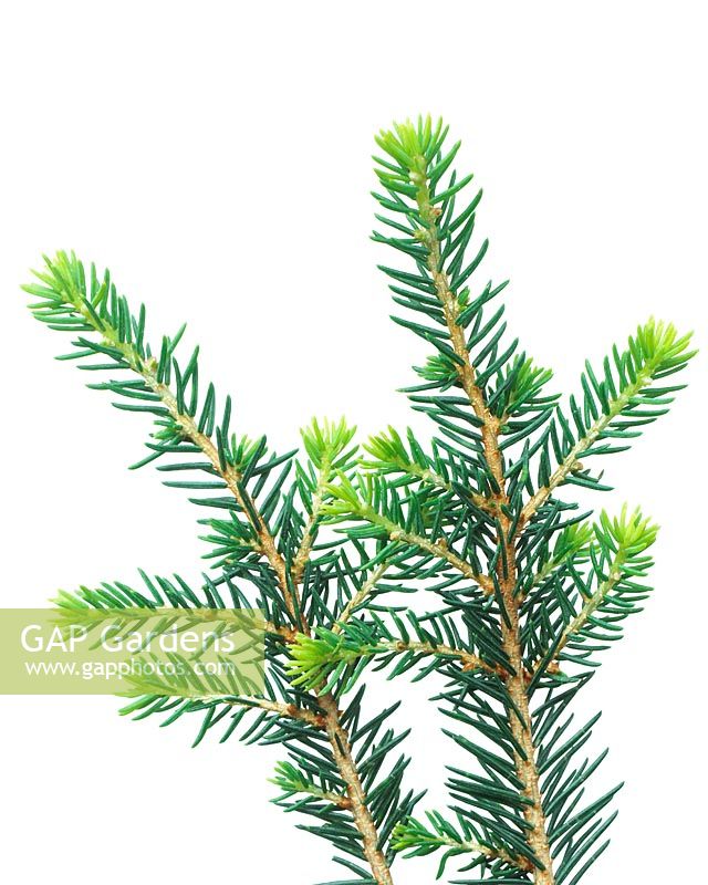 Picea omorica Karel - Closeup of evergreen tree branches 