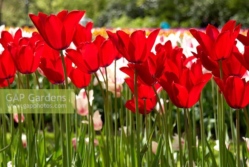 Tulipa 'Red Shine' - deep red tulips 