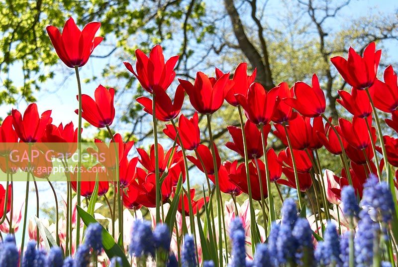 Tulipa 'Red Shine' - Red tulips in mixed Spring border 
