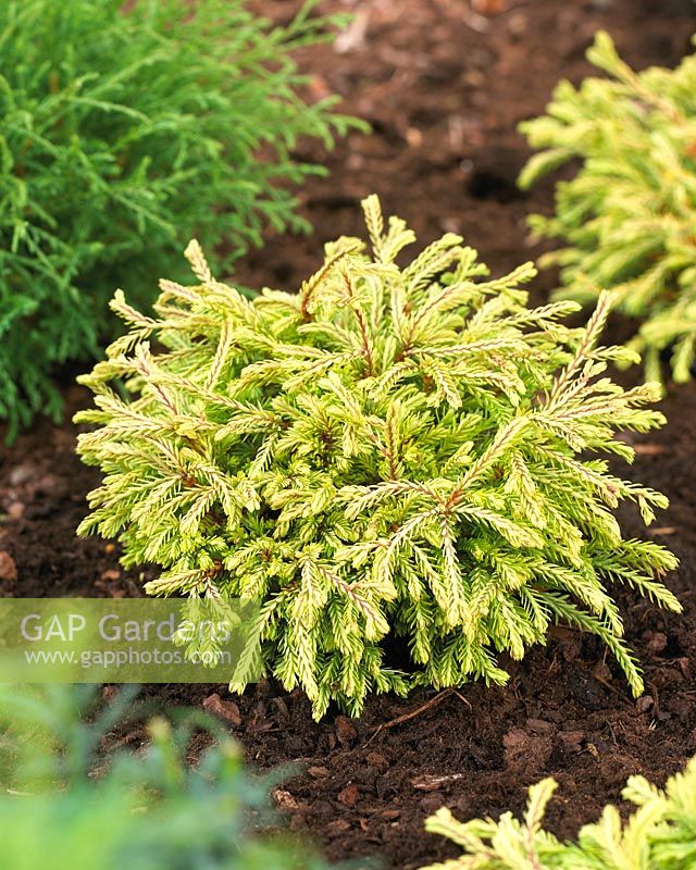 Thuja occidentalis 'Golden Tuffet' - Closeup of evergreen shrub 