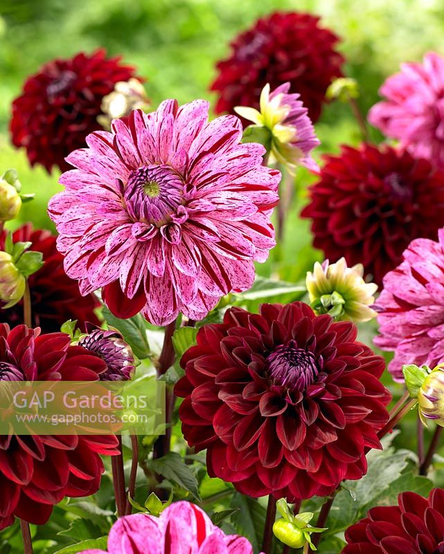 Dahlia 'Candy Club' and 'Timmo'