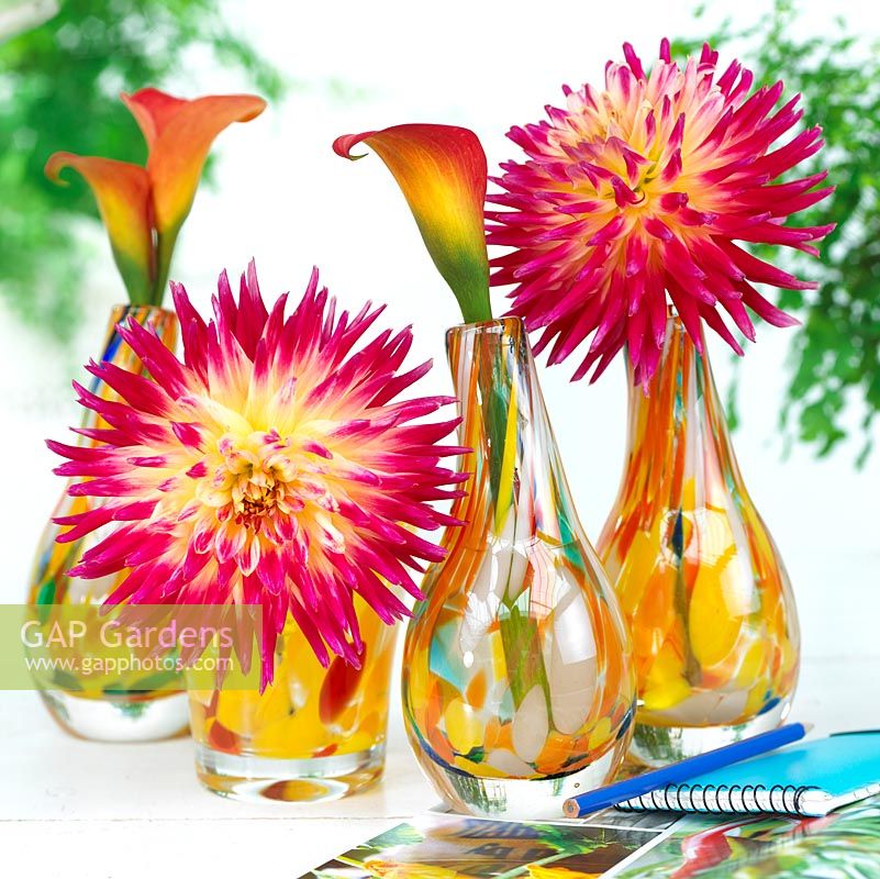 Dahlia Tahiti 'Sunrise'and Zantedeschia 'Fire Glow' - Vases of flowers 