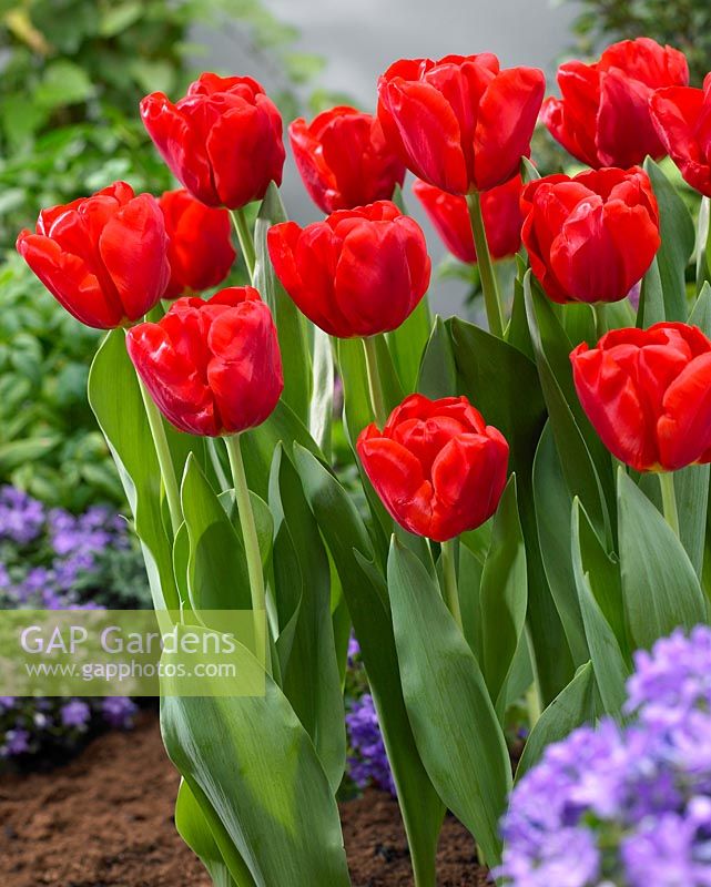 Tulipa 'Ferrari' - red tulips 
