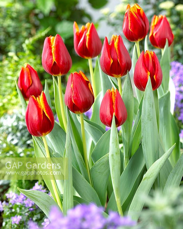 Tulipa 'Devenish' - Red and yellow tulips 