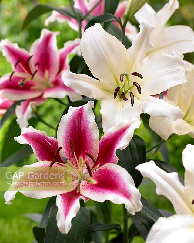 Lilium 'Lakeside Beloved' and 'Ovatie'
