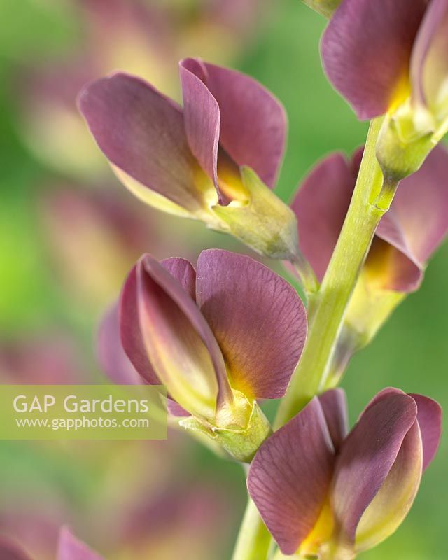 Baptisia Twilite Prairieblues - Closeup of purple flowers of the false indigo plant