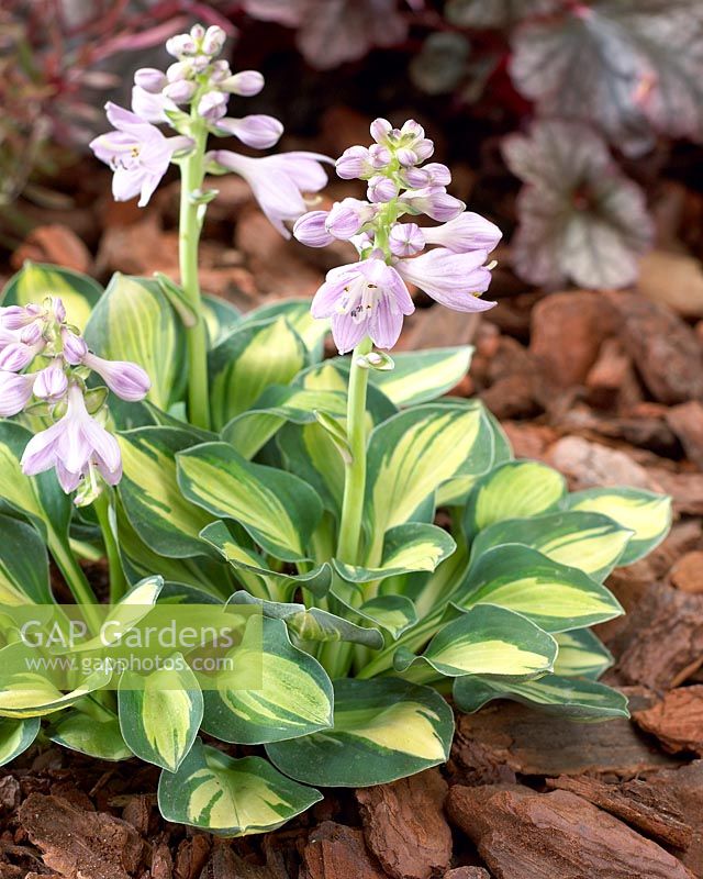 Hosta 'Holy Mouse Ears' - Pink flowering hosta with variegated leaves 