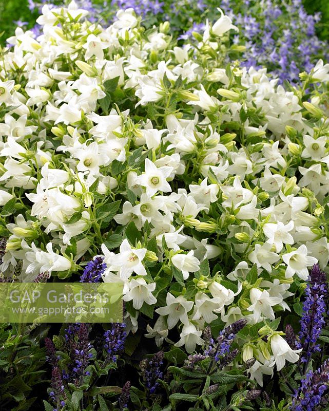 Campanula Mrs. van Vollenhoven - Closeup of white flowering plant 