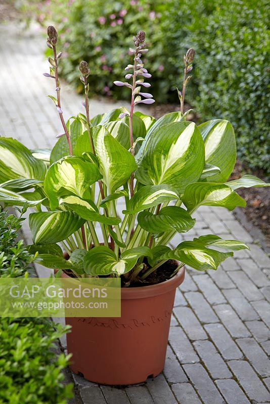 Hosta 'Center of Attention' - Hosta plant in container 