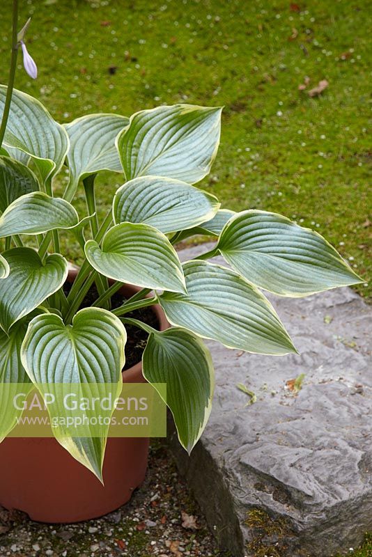 Hosta 'Prima Donna' - closeup of Hosta with variegated and ridged leaves 