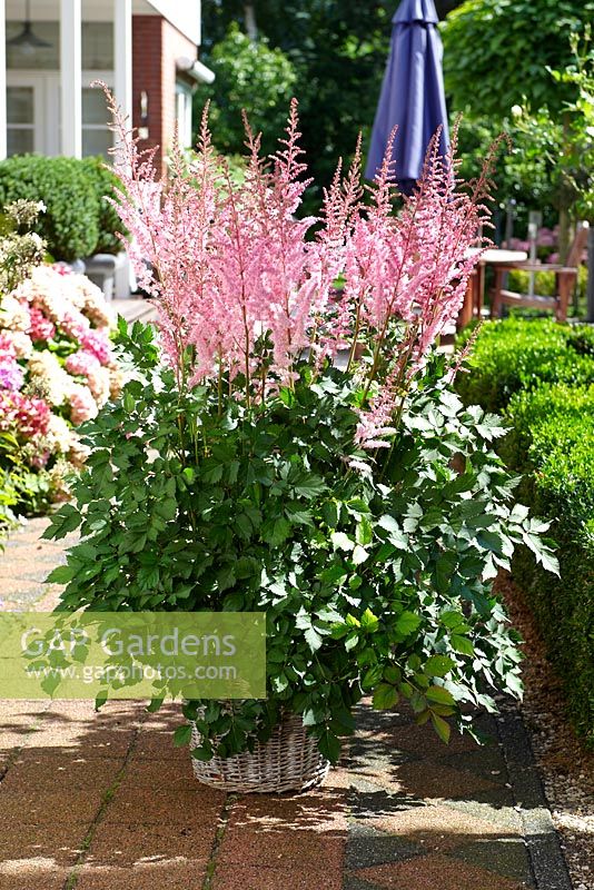 Astilbe 'Mighty Pip' in container on terrace 