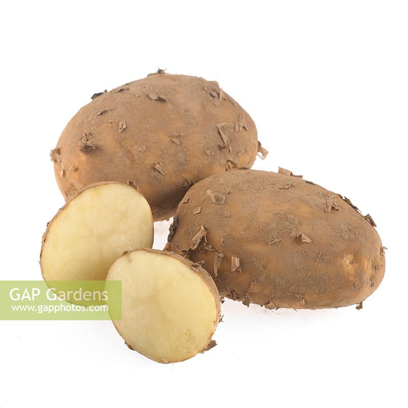 Still life of Maris Piper potatoes on white background 