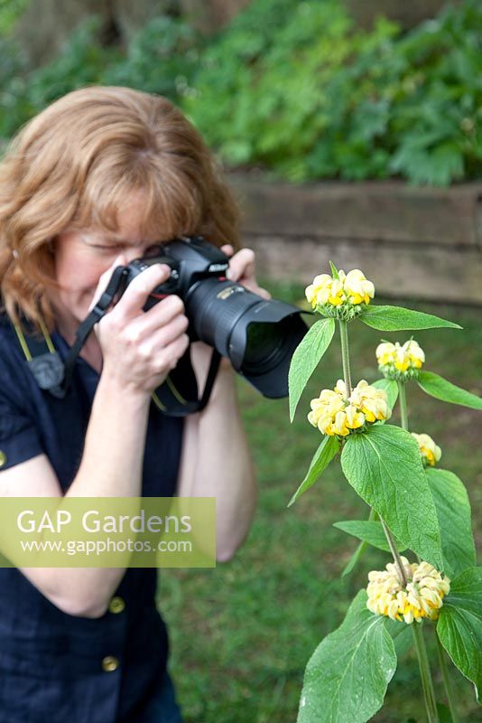 Woman photographing Phlomis russeliana in garden 