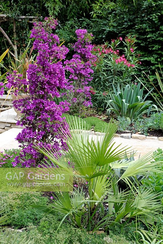 Mediterranean style garden with Chamaerops humilis and Bougainvillea glabra 'Sanderiana'