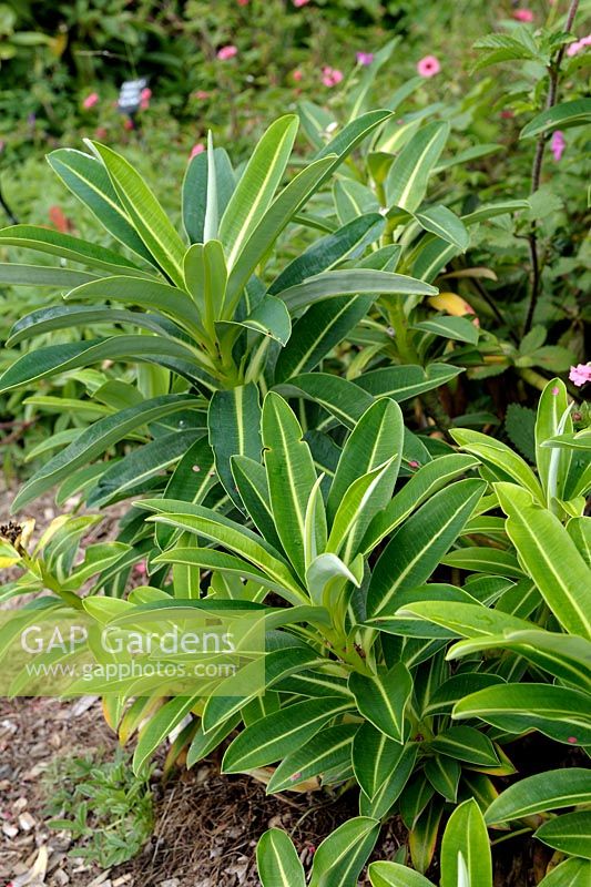 Euphorbia stygiana