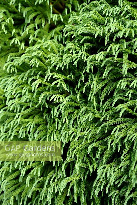 Cryptomeria japonica 'Elegans Compacta' - Japanese Cedar