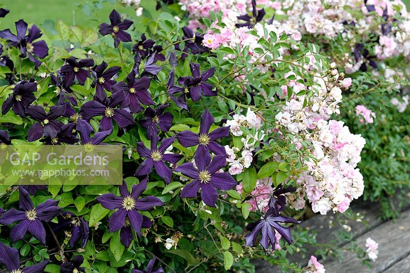 Mixed border with Clematis 'Romantika' with Rosa