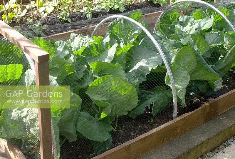 Raised bed and metal hoops, wooden frame and mesh, used for growing and protecting cabbage plants