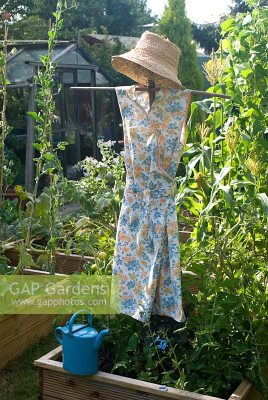Scarecrow in veg bed with sweetcorn and runner beans